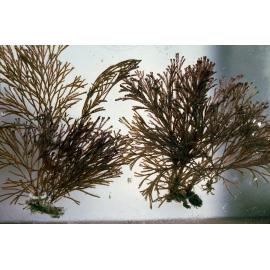 Bryozoan Bugula, Bayview, 1986