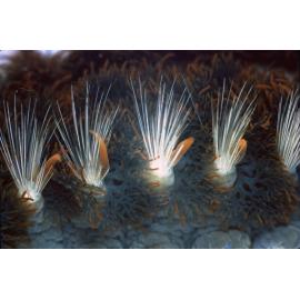 Amphinome rostrata
