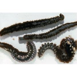 Amphinome rostrata, Wooli, 1996