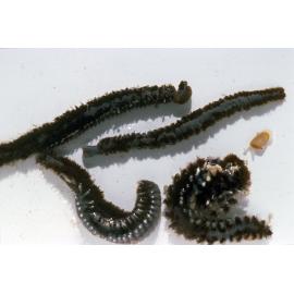 Amphinome rostrata, Wooli, 1996