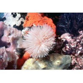 Sabellastarte indica