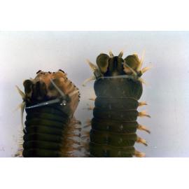 Perinereis amblyodonta, 1964