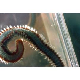 Eurythoe complanata, Wooli, 1982