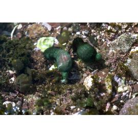 Ochetostoma myersae, Collaroy, 1986