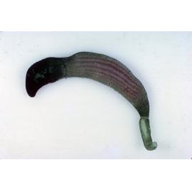 Ochetostoma myersae, Collaroy, 1964