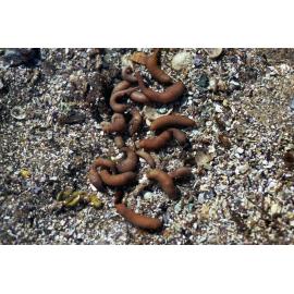 Phascolosoma nodiliferum, Collaroy, 1986