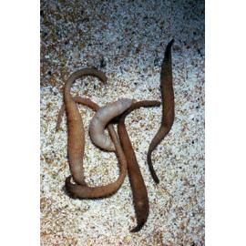 Phascolosoma nodiliferum, Newport, 1985
