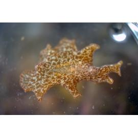 Unidentified Spotty Flatworm, Minnie Water, 1978