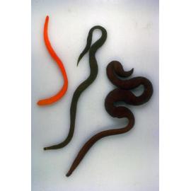 Gorgonorhynchus repens, Collaroy, 1965