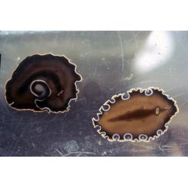 Callioplana marginata, Wooli, 1975