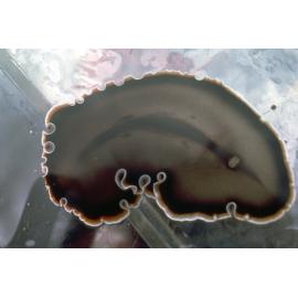 Callioplana marginata, Collaroy