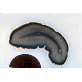 Callioplana marginata, Japan, 1965
