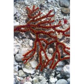 Gorgonian Mopsella, Heron Island