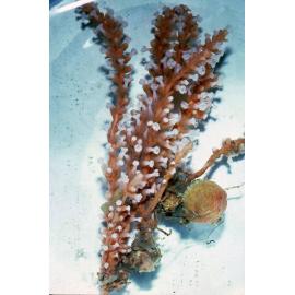 Carijoa smithi, Mosman, 1986