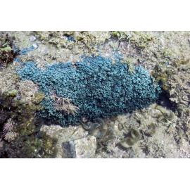Unknown Species of Soft Blue Coral, Minnie Water, 1978
