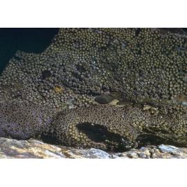 Zoanthus robustus, Nambucca Heads