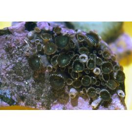 Zoanthus robustus, Arrawarra, 1978