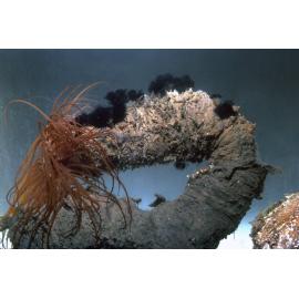 Cerianthus burrowing anemone, 1965