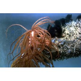 Cerianthus with Phoronis australis, Fairlight, 1962