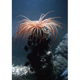 Cerianthus (paracerianthus), Fairlight, 1965