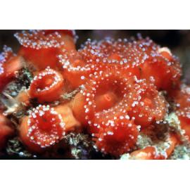 Corynactis australis, Freshwater, 1964