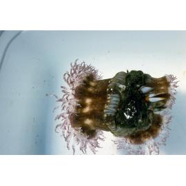 Calliactis polypus, Newport, 1986