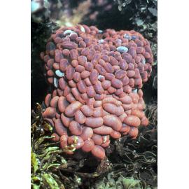 Phlyctenactis tuberculosa