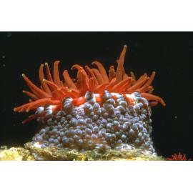 Phlyctenanthus australis