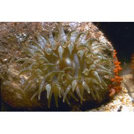 Phlyctenanthus australis, Cape Banks, 1964