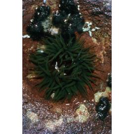 Cnidopus verater, Cape Banks