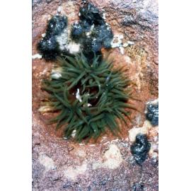 Cnidopus verater, Cape Banks