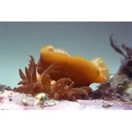 Actinia australis, Collaroy, 1965