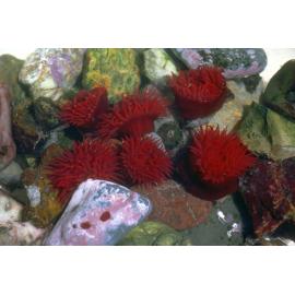Actinia tenebrosa, Collaroy, 1979