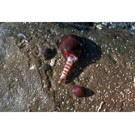 Actinia tenebrosa with Alpheidae, 1986