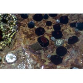 Actinia tenebrosa, Cape Banks