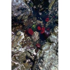 Actinia tenebrosa, Wooli, 1979