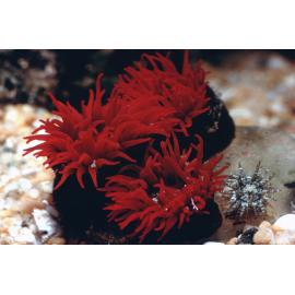 Actinia tenebrosa