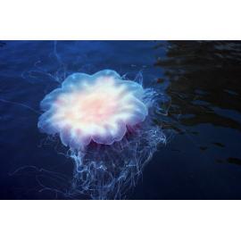 Cyanea capillata, Akuna Bay, 1986