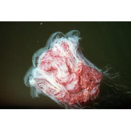 Cyanea capillata, Hawkesbury River, 1986