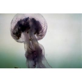 Pelagia noctiluca, Newport, 1996