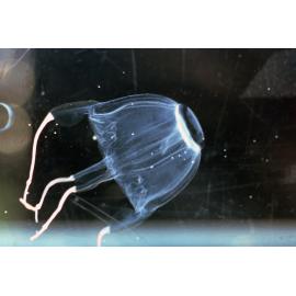 Carybdea rastoni, Hawkesbury River