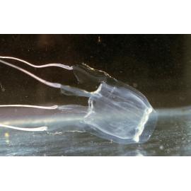 Carybdea rastoni, Pittwater, 1986
