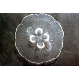 Aurelia aurita Moon Jellyfish, Akuna Bay, 1986