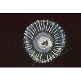 Hydroid aequorea, Sydney, 1966