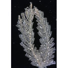 Aglaophenia species, Heron Island, 1962
