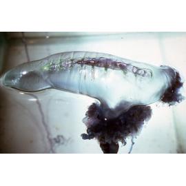 Physalia