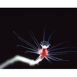 Tubularia 