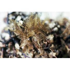 Stereotheca elongata on holdfast, Newport, 1986