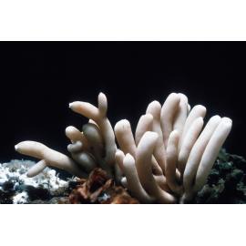Sycon Species, Heron Island