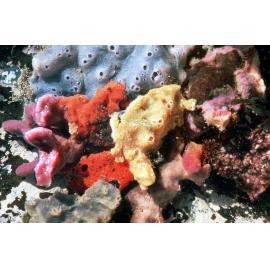 Encrusting Sponges in shaded Rockpool, Wooli